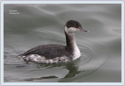 Hornerd Grebe 
