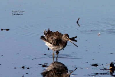 Short-billed Dowitcher