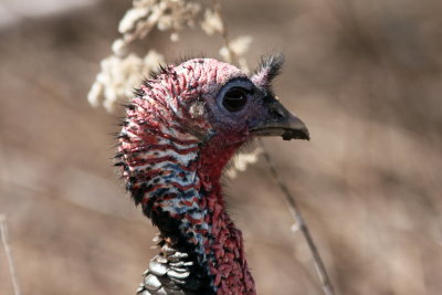 Wild Turkey