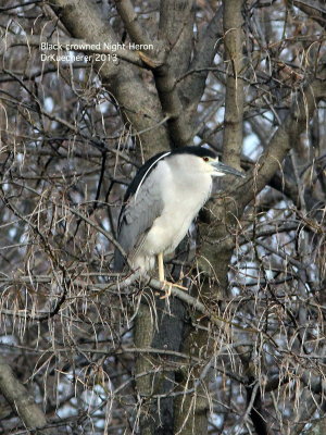 Black-crowned Night-Heron