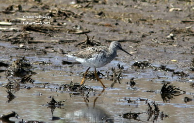 Greater Yellowlegs 