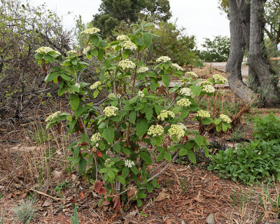 Alleghany Leatherleaf Viburnum #408 (6555)