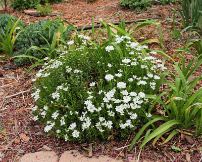 Candytuft #742 (6563)