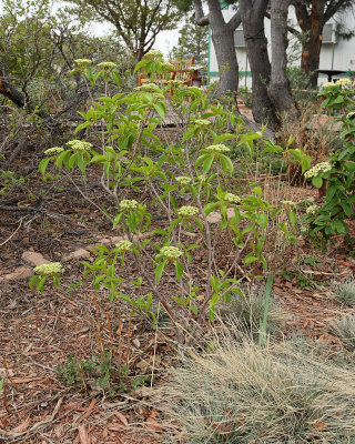 Nannyberry Viburnum #407 (6558)