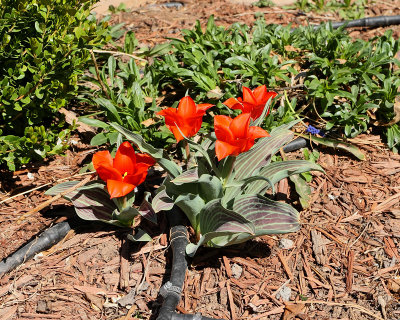 Tulip 'Red Riding Hood' #505 (5305)