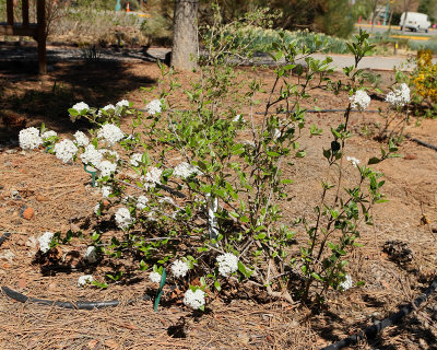 Viburnum 'Burkwood' #451 (5299)