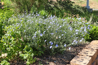 Blue Flax #746 (7300)