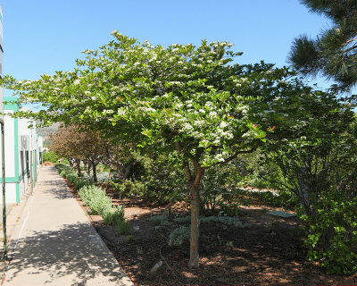 Cockspur Hawthorn #112 (7302)