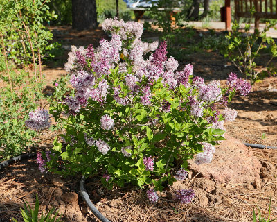 Dwarf Lilac 'Miss Kim' #452 (7271)