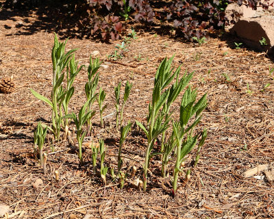 Joe Pye Weed #825 (7290)