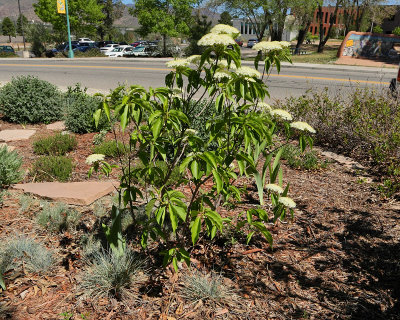Nannyberry Viburnum #407 (6860)