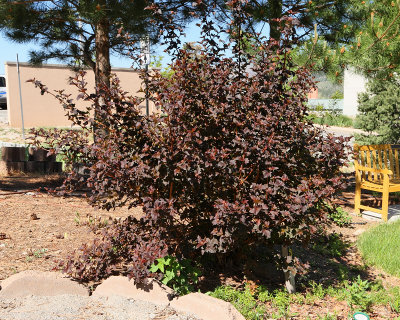 Purple Ninebark 'Diablo' #302 (7291)
