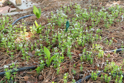 Sweet Woodruff #875 (7274)