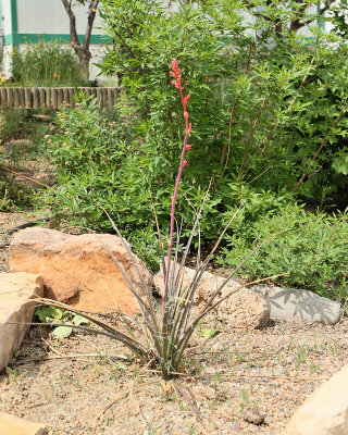 Agave #xxx (8438)