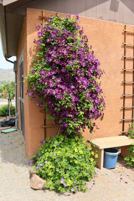 Clematis #843 (8441)