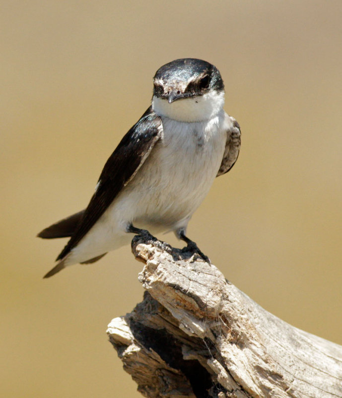 Mangrove swallow.jpg