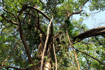 love-the-trees-in-costa-rica.jpg