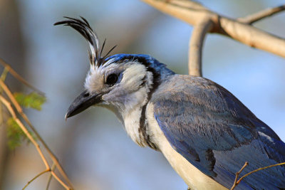 White-throated-Magpie-Jay 2.jpg