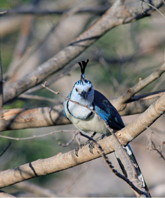 white-throated-magpie-jay.jpg