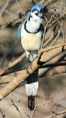 white-throated-Magpie-Jay-infront-of-the-resturant.jpg