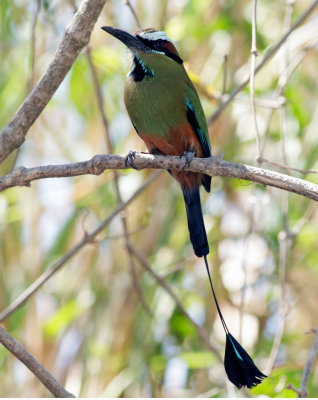 Turquoise-browed-Motmot.jpg