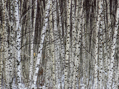 White Birch Stand