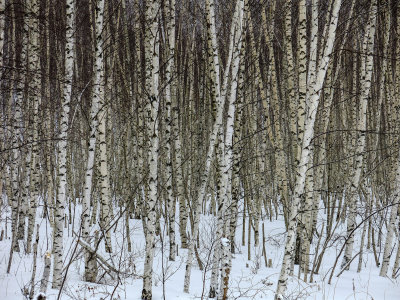 White Birch Stand