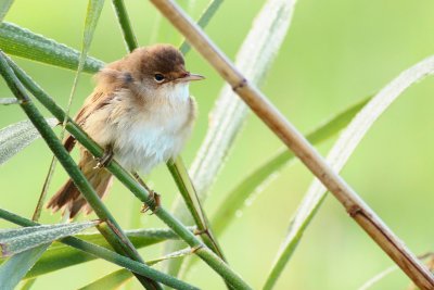 Kleine karekiet / Eurasian reed warbler