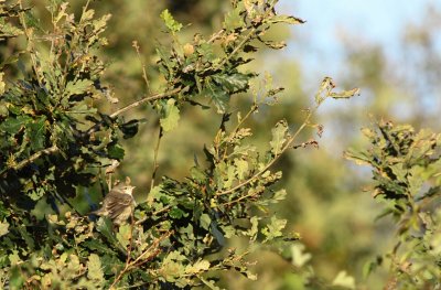 Sperwergrasmus / Barred warbler