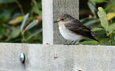Grauwe vliegenvanger / Spotted flycatcher