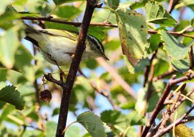 Bladkoning / Yellow-browed warbler
