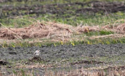 Steppeklapekster / Steppe grey shrike