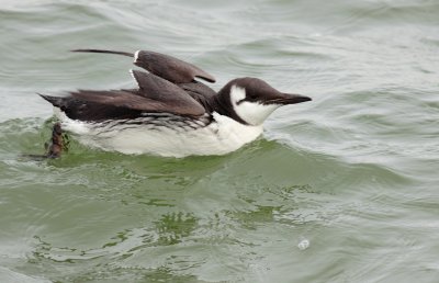 Zeekoet / Common guillemot