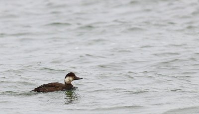 Zwarte zee-eend / Common scoter