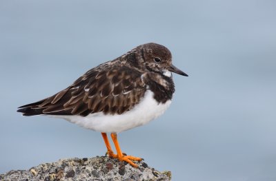 Steenloper / Ruddy turnstone