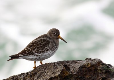 Paarse strandloper / Purple sandpiper