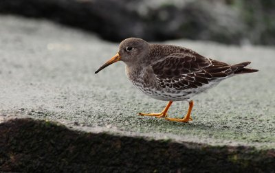 Paarse strandloper / Purple sandpiper