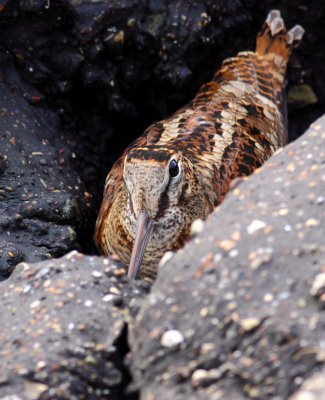 Houtsnip / Eurasian woodcock