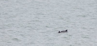 Bruinvis / Harbour porpoise