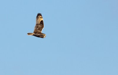 Velduil / Short-eared owl