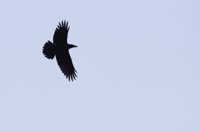 Raaf / Common raven
