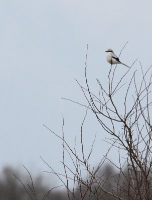 Klapekster / Great grey shrike