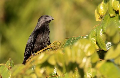 Groove-billed Ani - Crotophaga sulcirostris