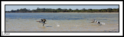 Flap Hop Flap Hop