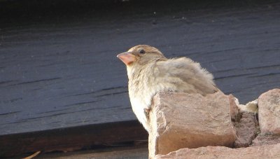 Italiaanse Mus (Italian Sparrow)