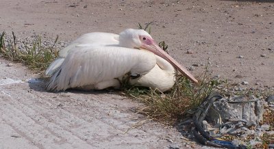 White Pelican of Skala Kallonis