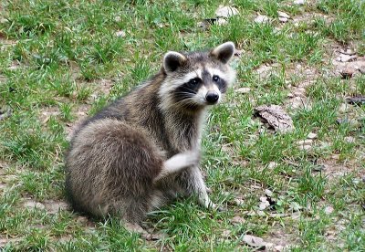 Wasbeer (Raccoon)