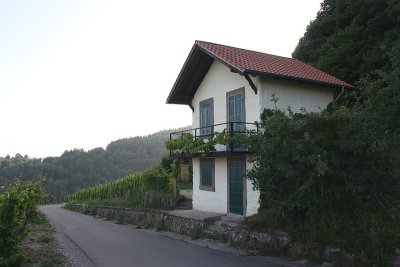 Vineyard near Saarburg