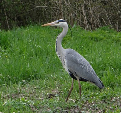 Blauwe Reiger (Grey Heron)