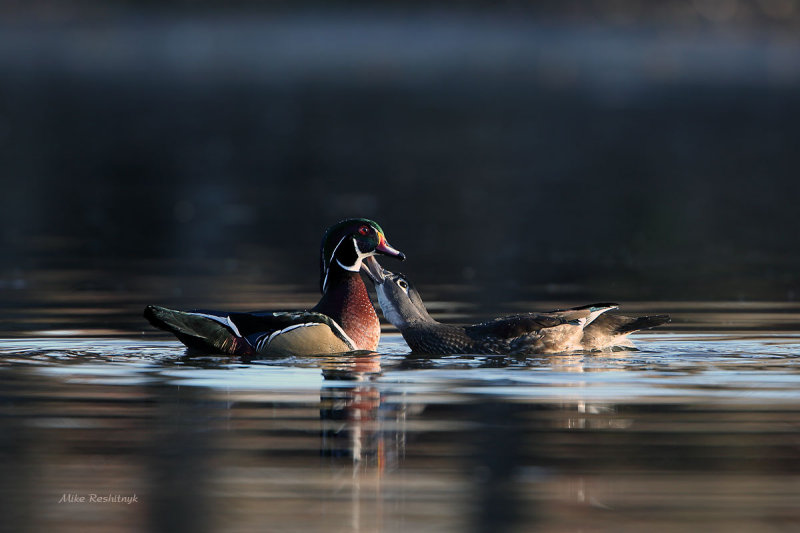 Wood Duck Dawn Foreplay